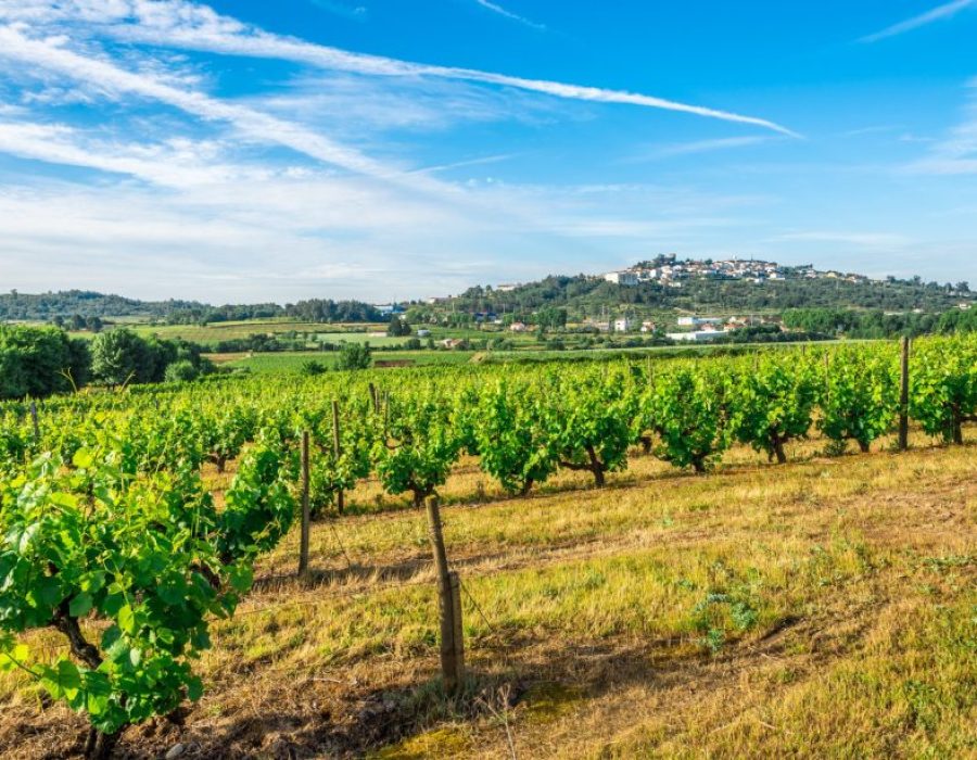 1 (1) Gezicht op Belmonte vanaf de wijnranken aan de voet van de heuvel waarop het stadje gebouwd is  DREAMSTIME