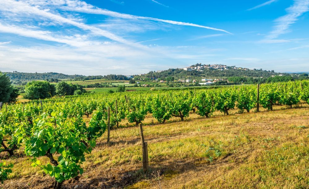 1 (1) Gezicht op Belmonte vanaf de wijnranken aan de voet van de heuvel waarop het stadje gebouwd is  DREAMSTIME