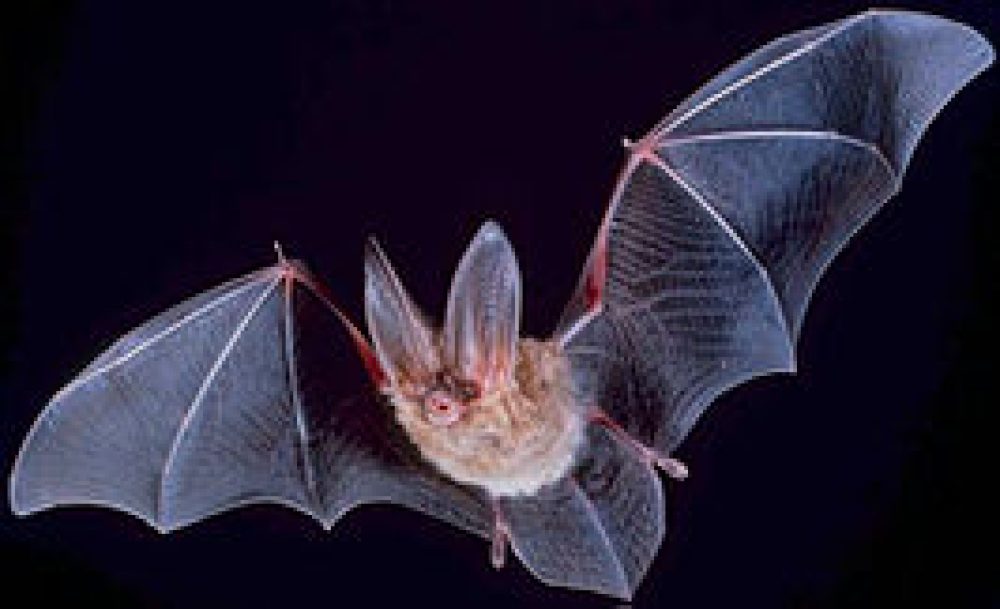 266px-Big-eared-townsend-fledermaus