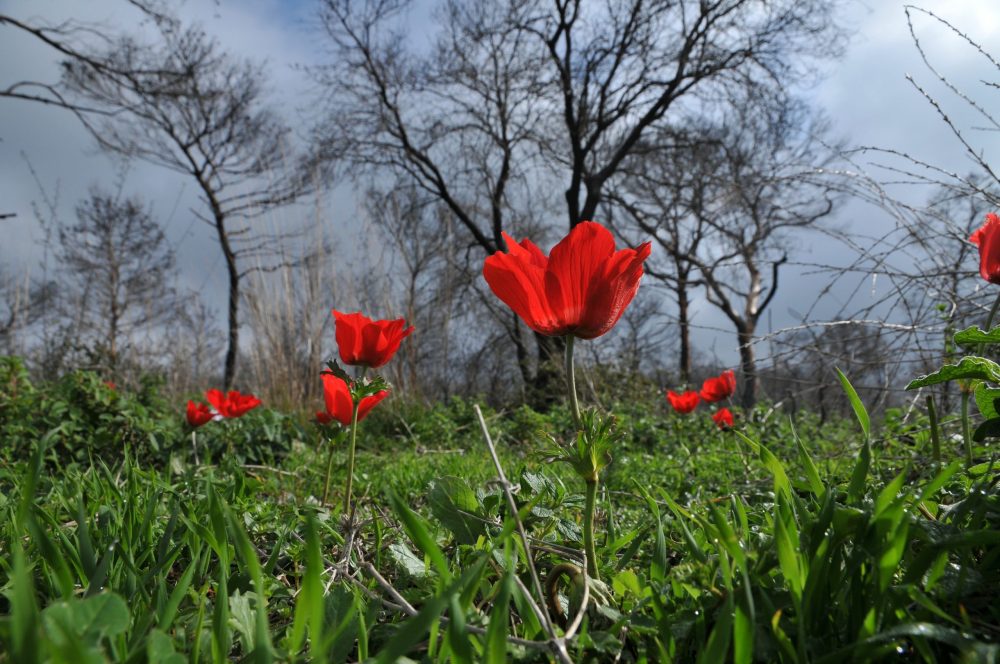 Blooming of Anemony flowers after the big fire on the Carmel on December 2010