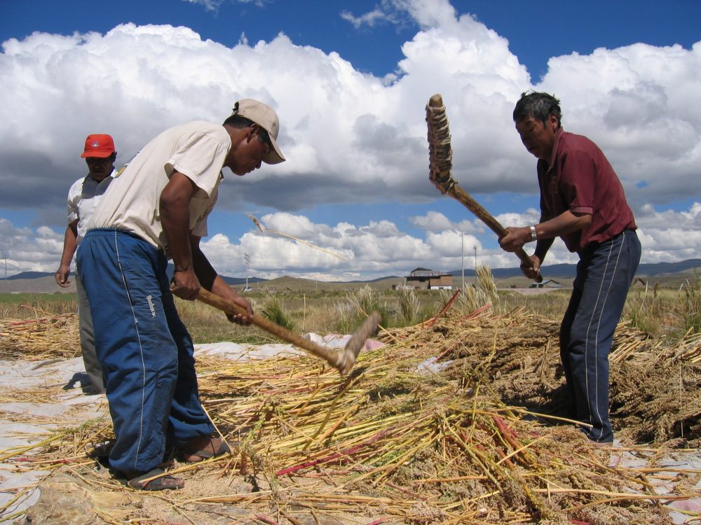 Camino_a_Puno_Golpeando_quinoa