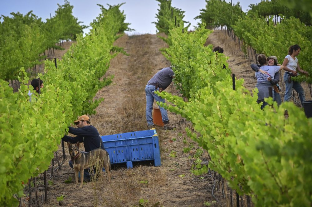 Het importeren van wijn uit de Golan, zoals van deze wijngaard in de mosjav Sha'al, is strafbaar vogens de omstreden Nederlandse sanctiewet - Foto: Michael Giladi/Flash90