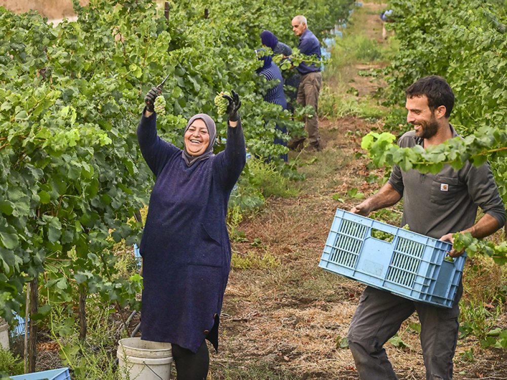 Palestijnen halen de oogst binnen bij de Syrische grens in 2025. Foto: Michael Giladi/ Flash90