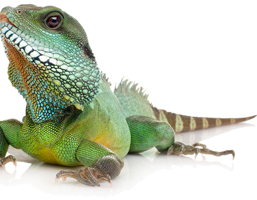 Reptielenoppas