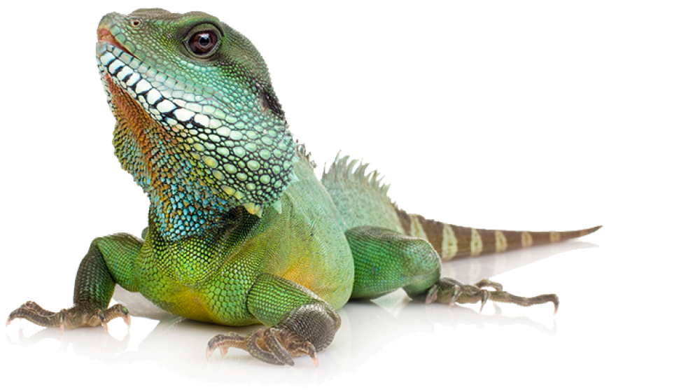 Reptielenoppas