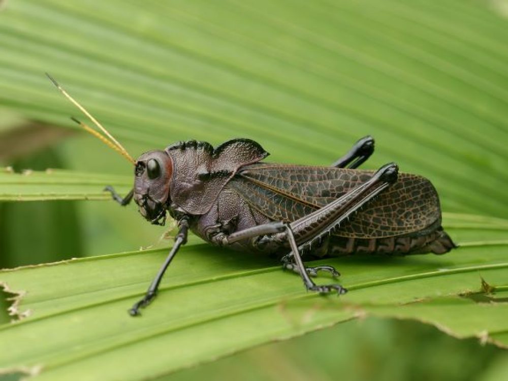 Taeniopoda_reticulata