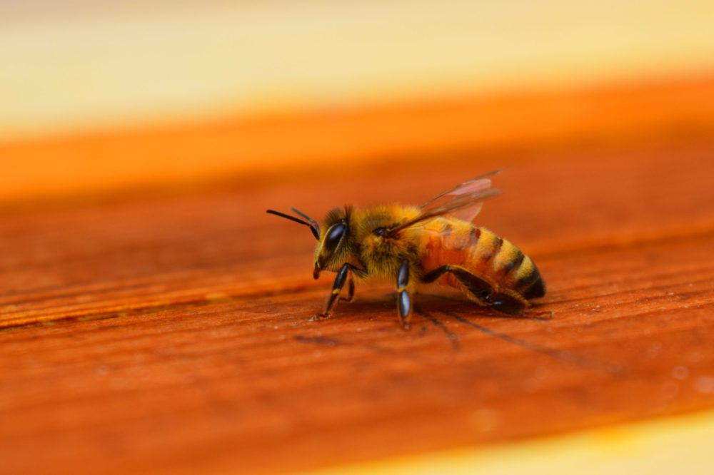 The_Lone_Pollinator