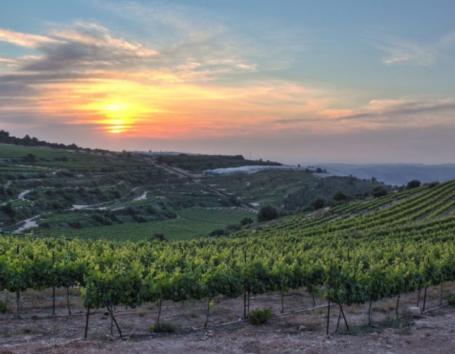 Wijnranken in de omgeving van kibboets Kfar Etsion      Dreamstime