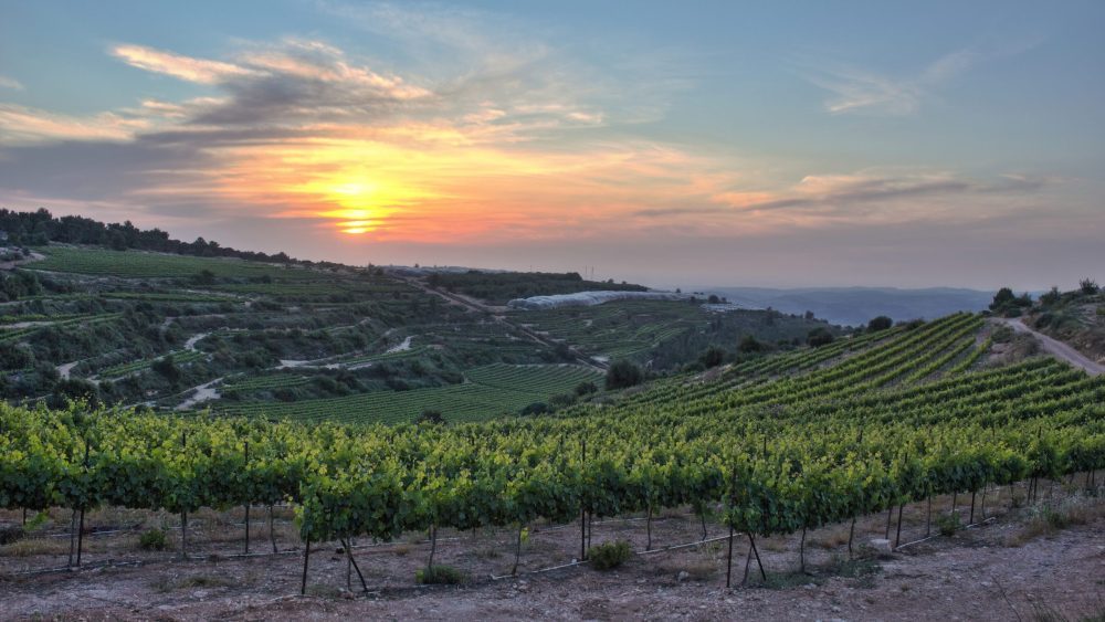 Wijnranken in de omgeving van kibboets Kfar Etsion      Dreamstime