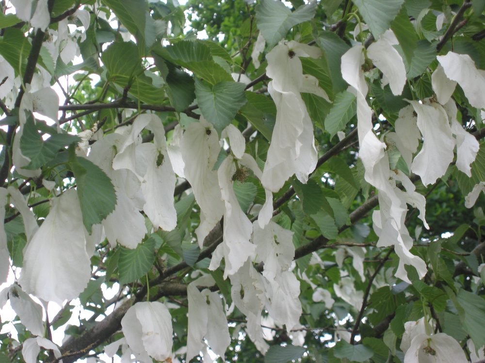 Zakdoekjesboom.-Foto-Wikipedia-kopie